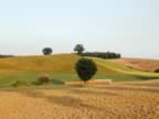 Toscana_mix_27.jpg (66kb)