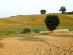 Toscana_mix_28.jpg (89kb)
