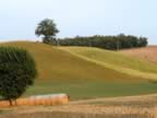 Toscana_mix_29.jpg (65kb)